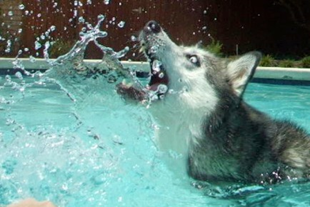 Kema in the Water 04.jpg